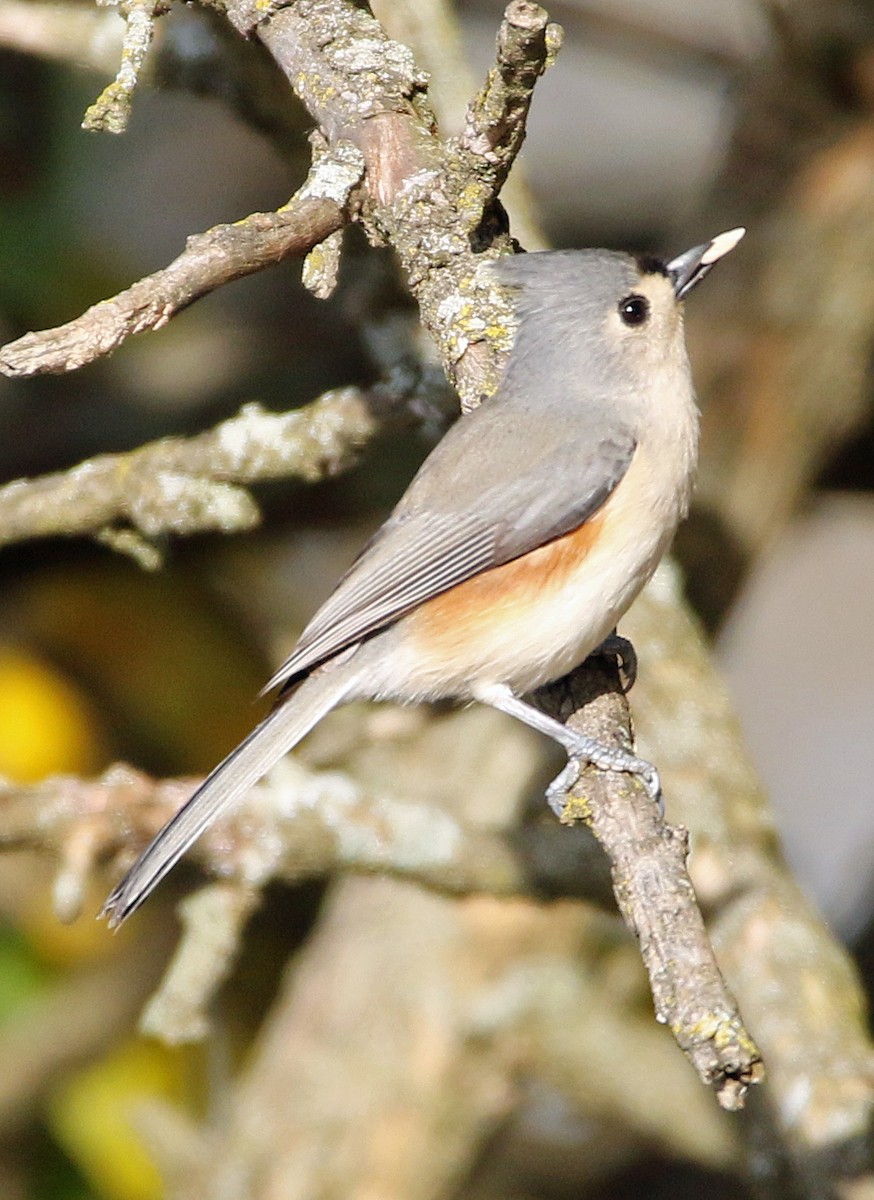 エボシガラ - ML644832341