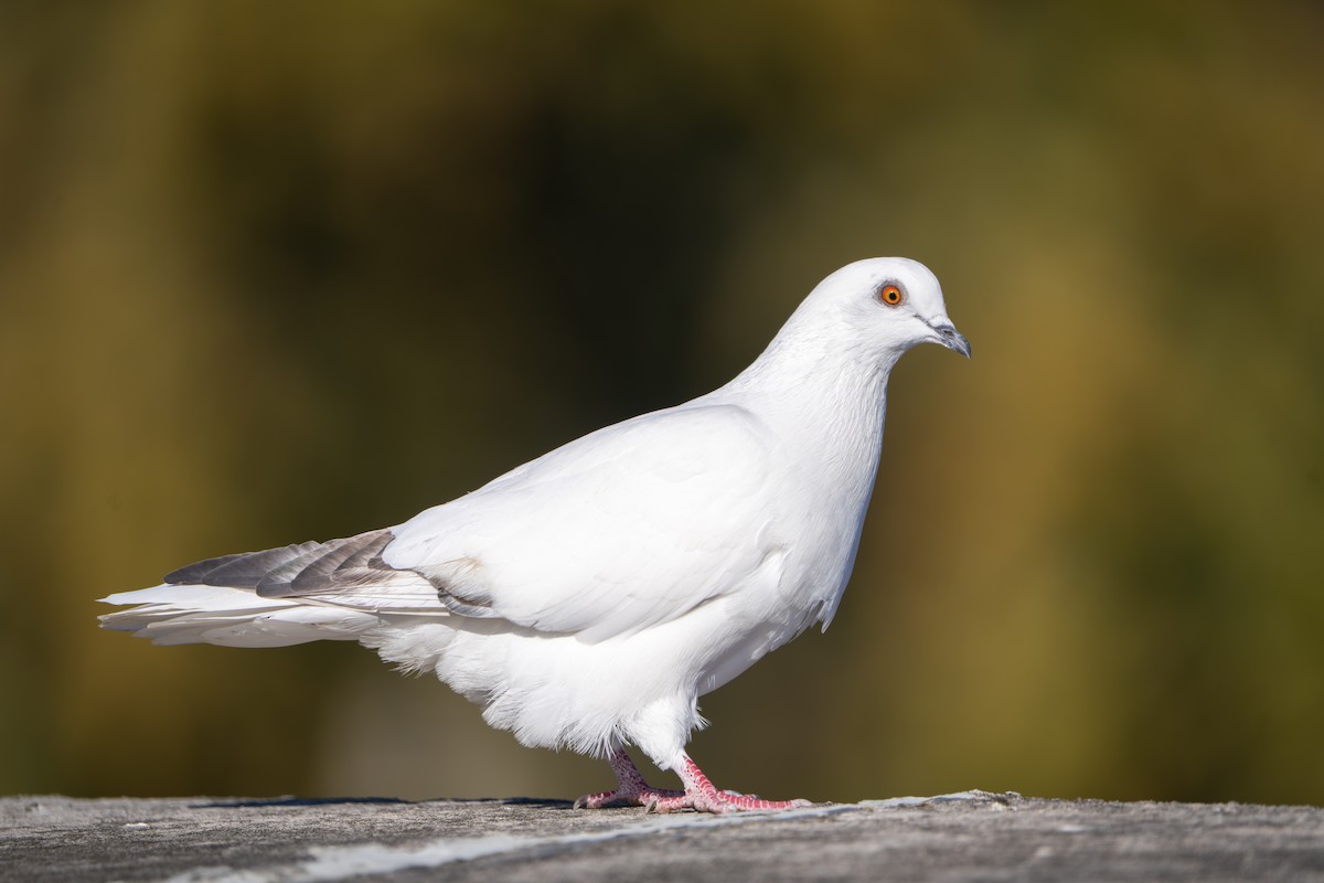 カワラバト（ドバト、家畜型） - ML644832344