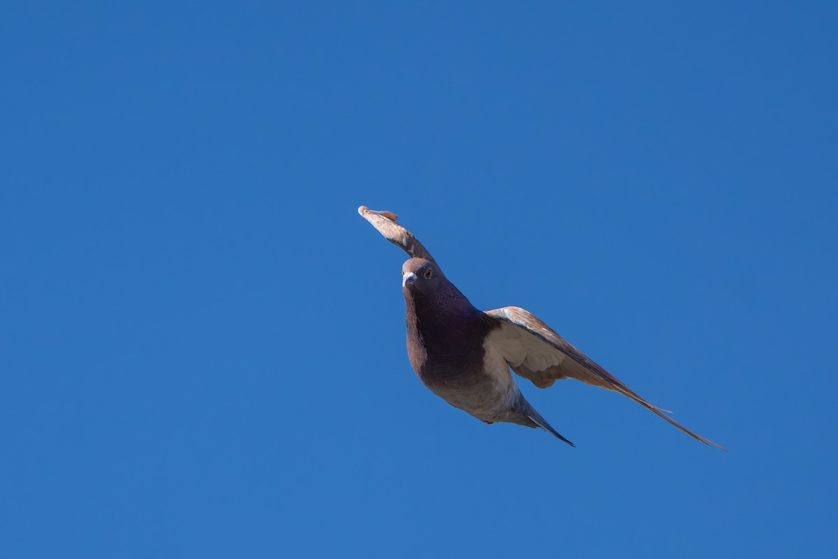 カワラバト（ドバト、家畜型） - ML644832349