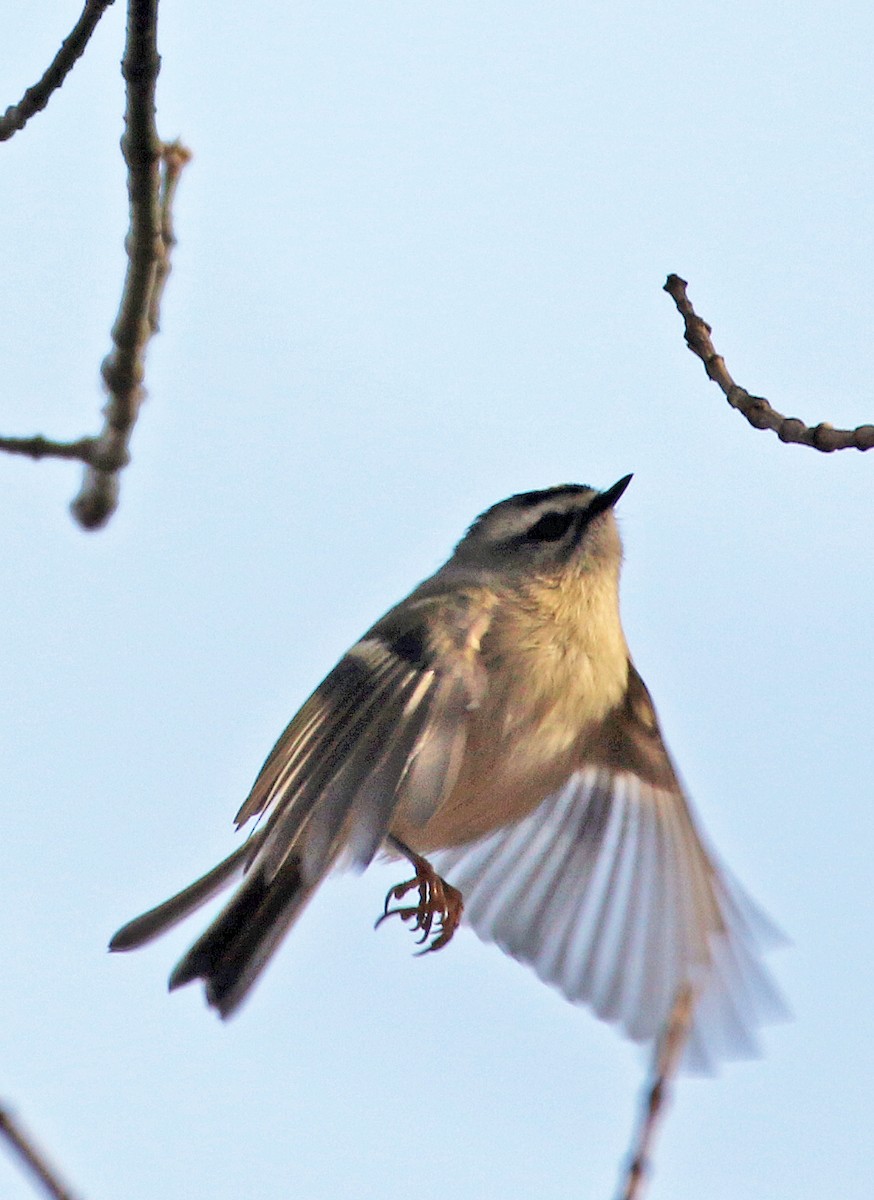 アメリカキクイタダキ - ML644832354