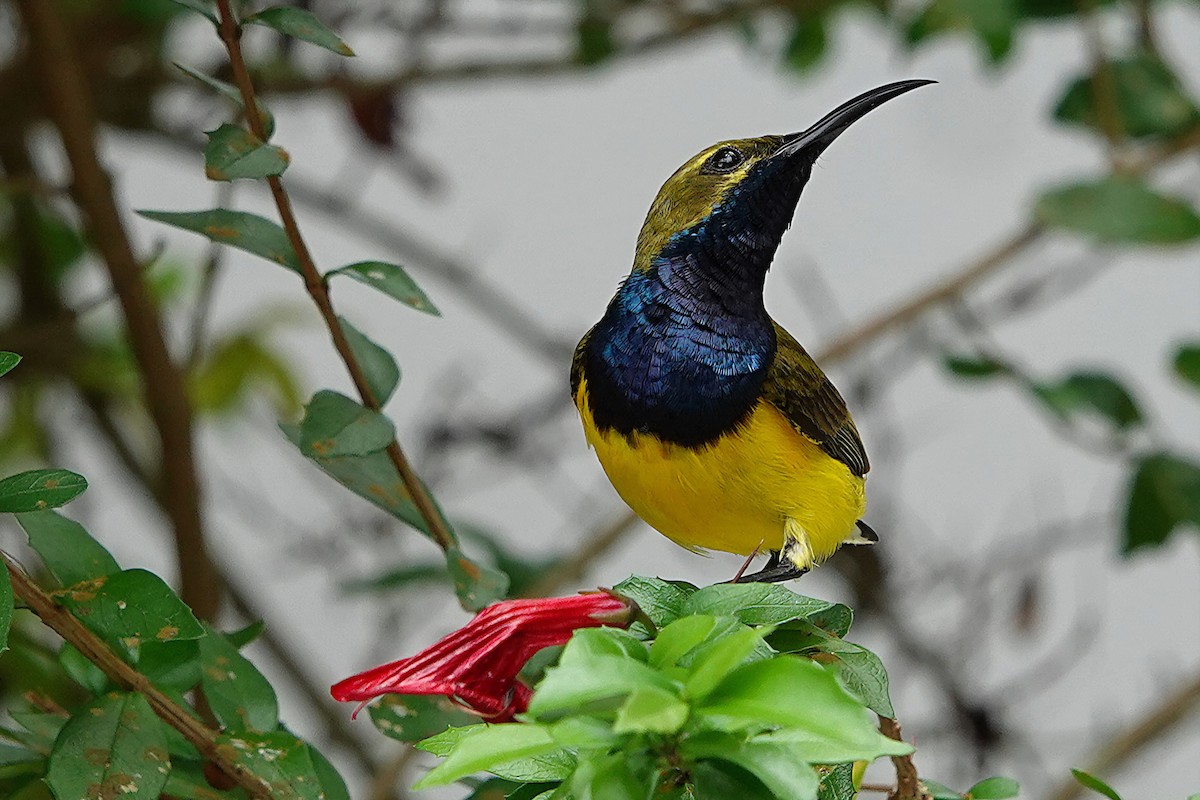 Sahul Sunbird - ML644832355