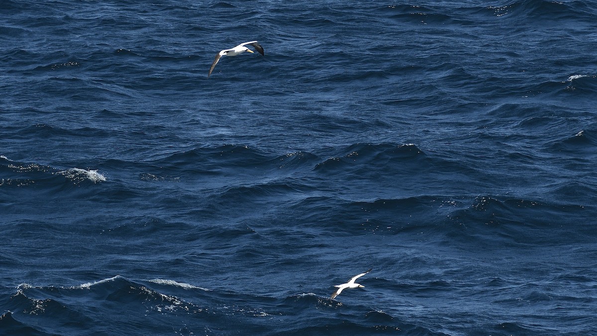 Nazca Booby - ML644832361