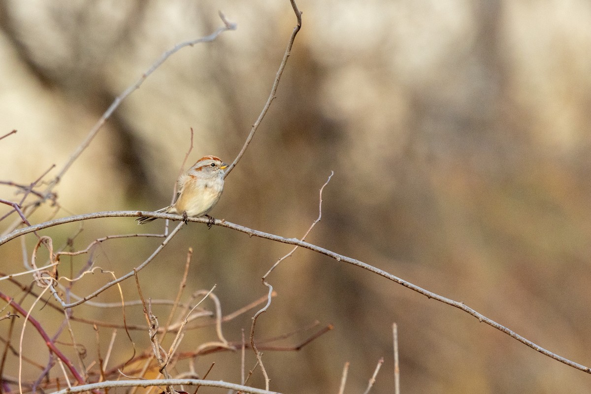 American Tree Sparrow - ML644832362