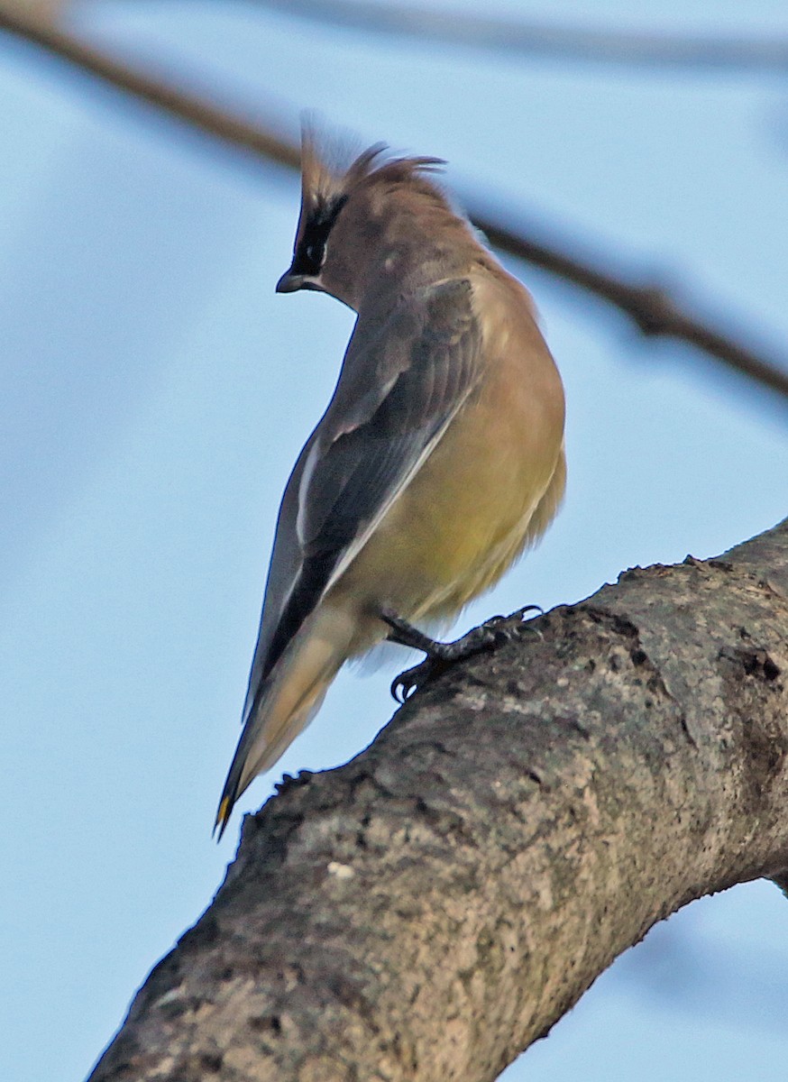 ヒメレンジャク - ML644832368