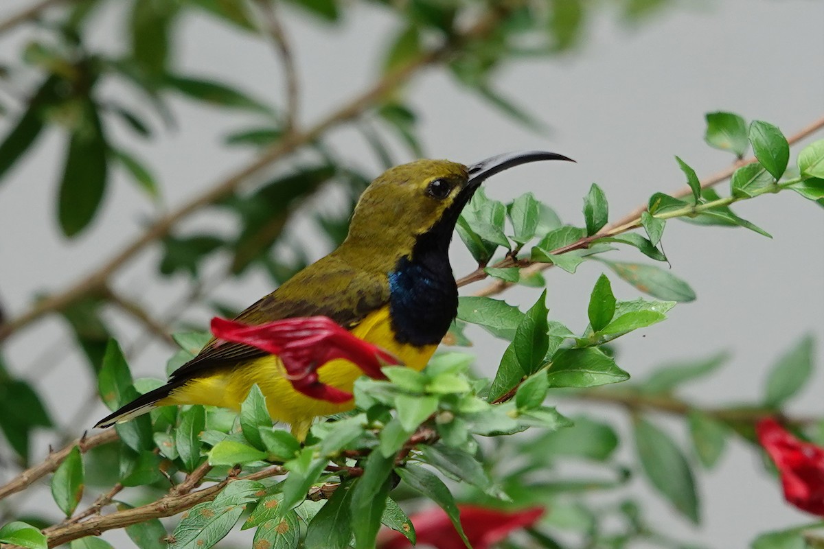 Sahul Sunbird - ML644832369