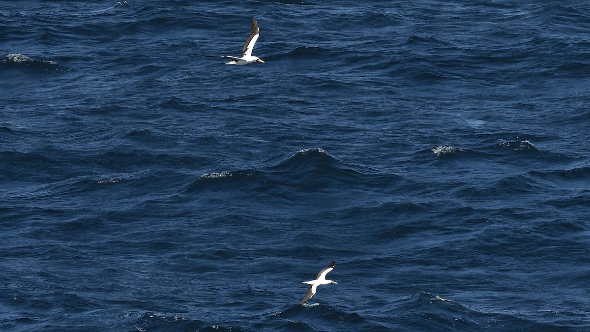 Nazca Booby - ML644832371