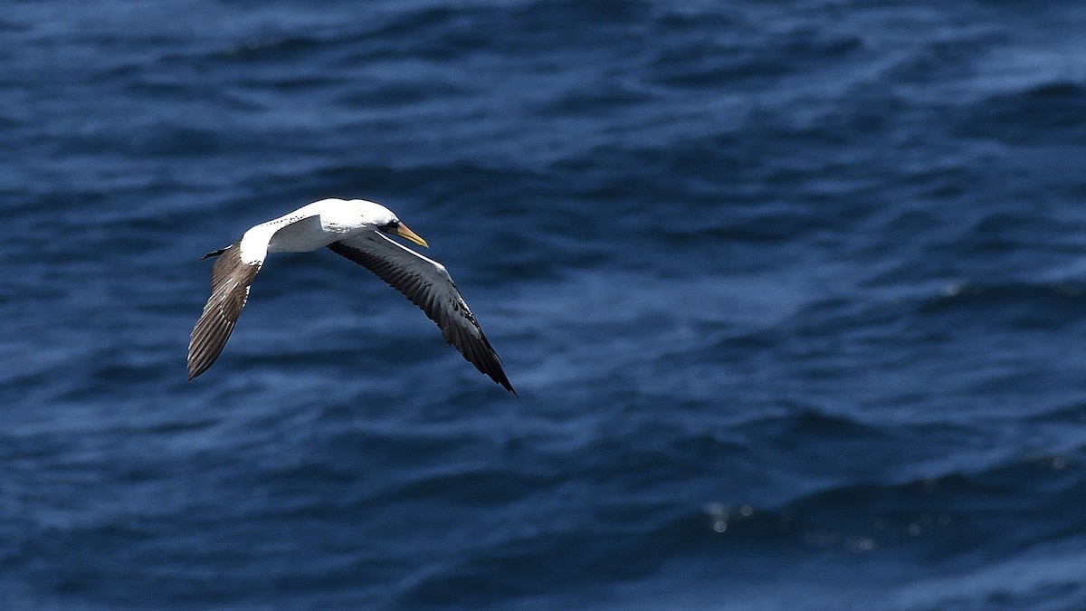 Nazca Booby - ML644832375