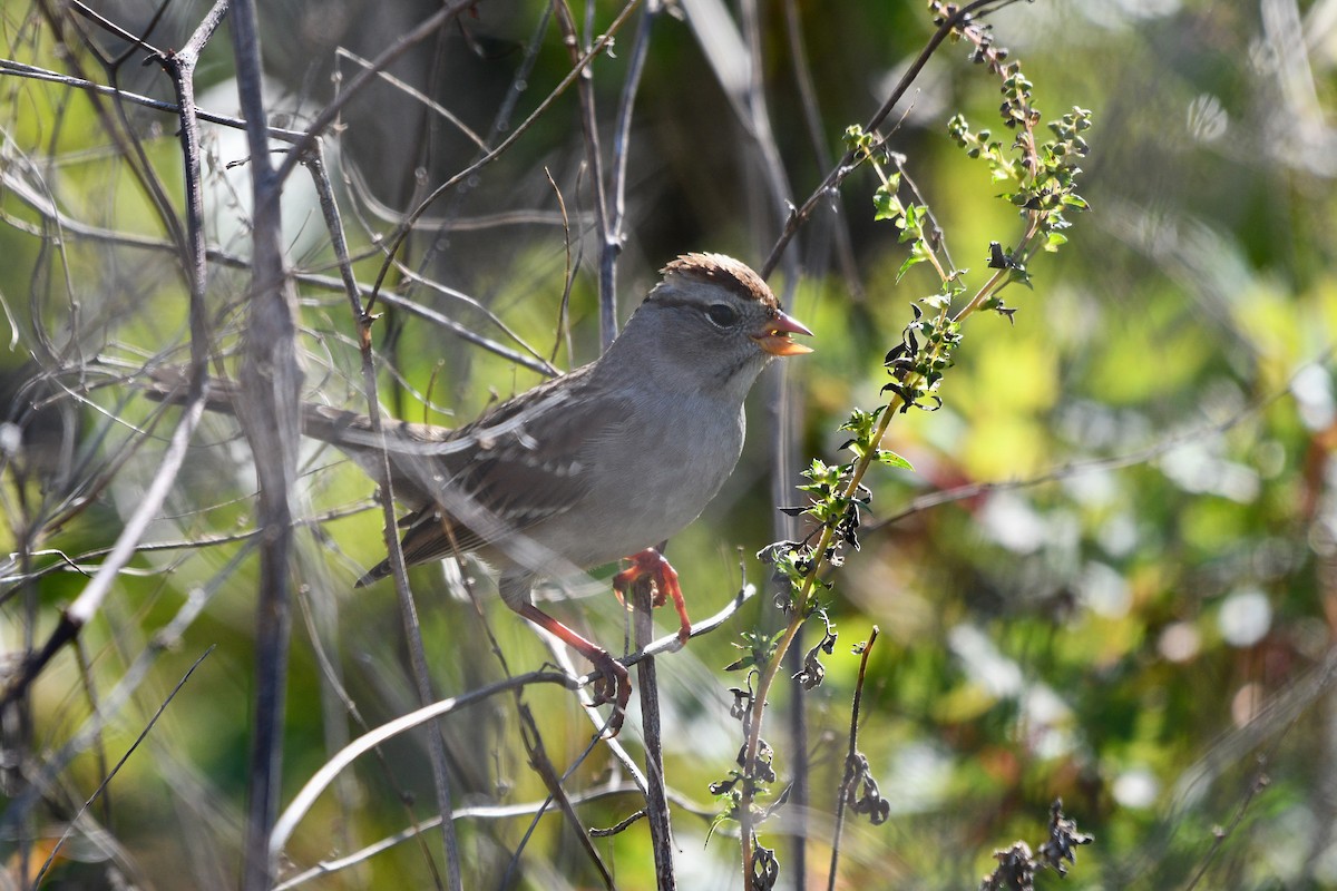 strnadec bělopásý - ML644832382