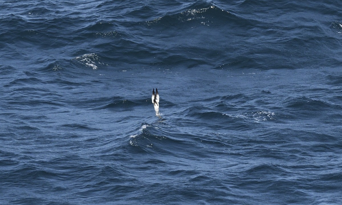 Nazca Booby - ML644832385