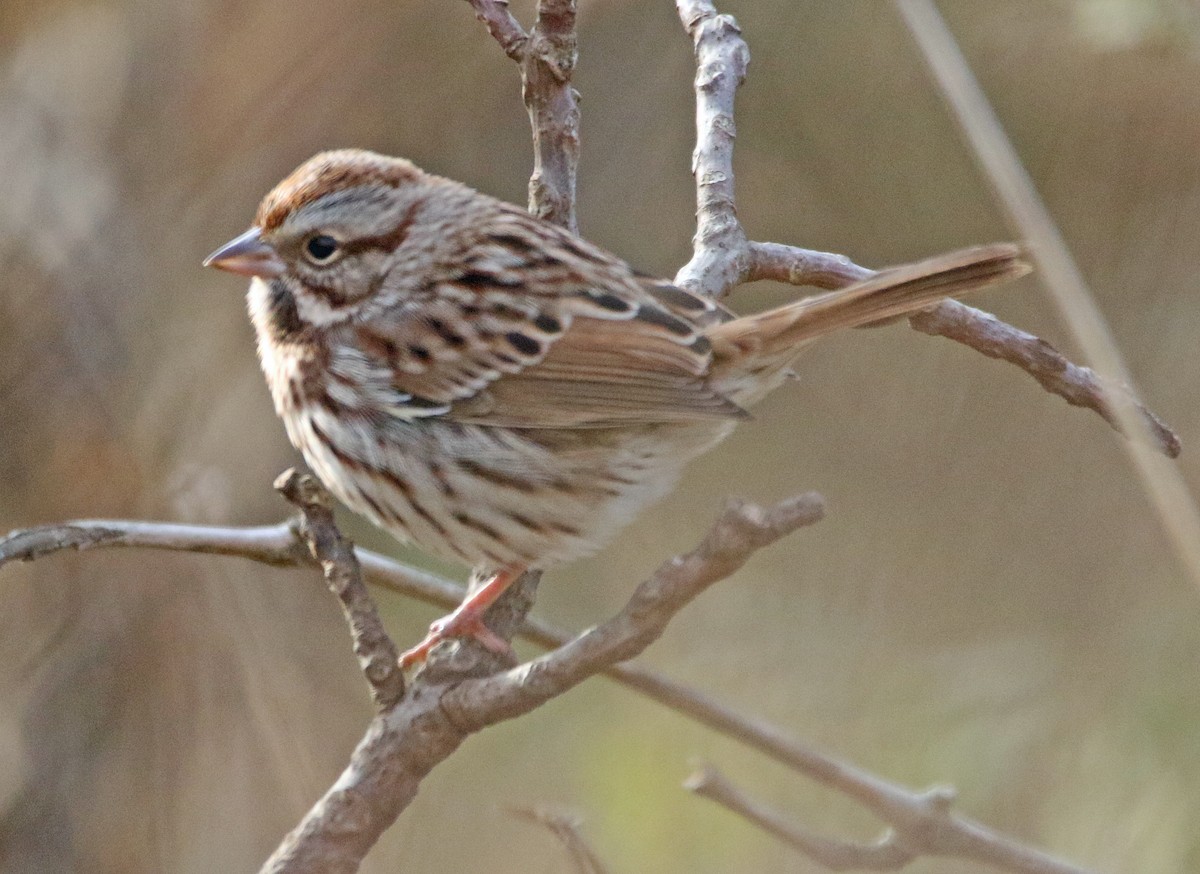 ウタスズメ - ML644832387