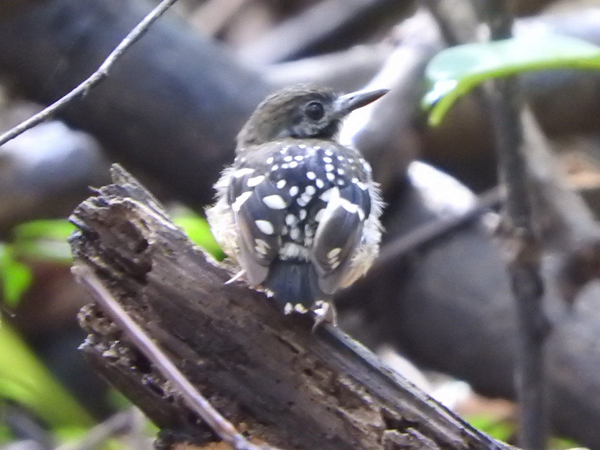 Dot-backed Antbird - ML644832393