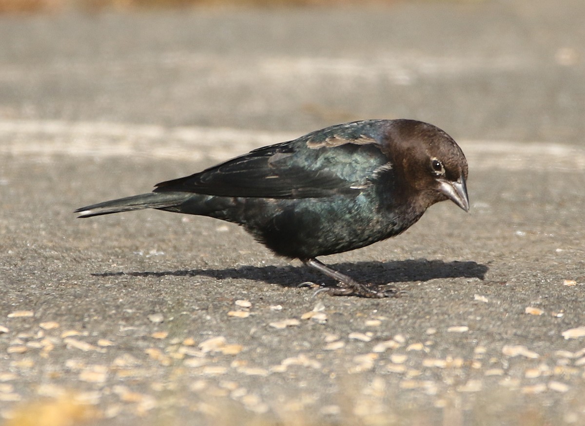 コウウチョウ - ML644832400