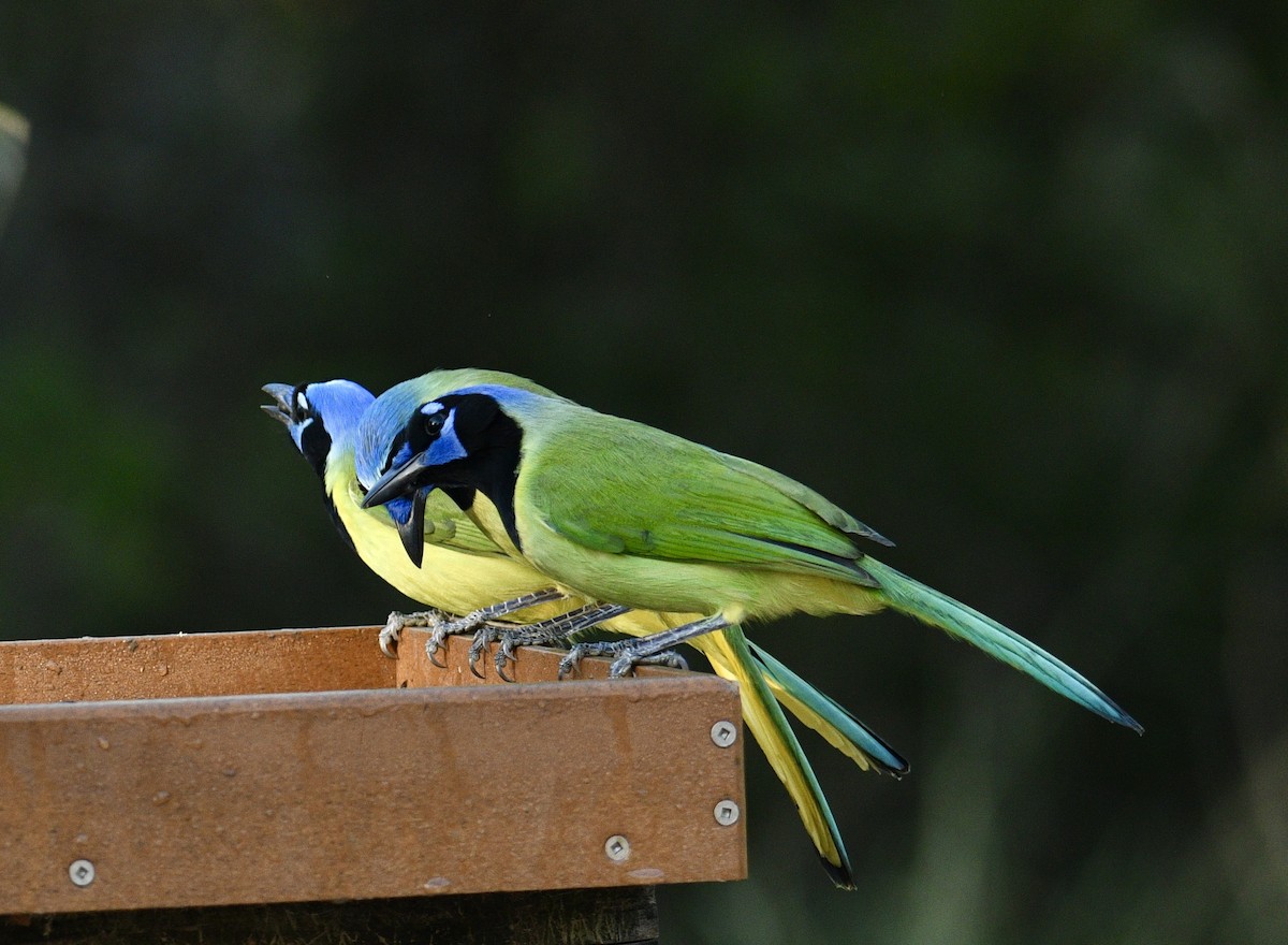 Geai vert - ML644832401