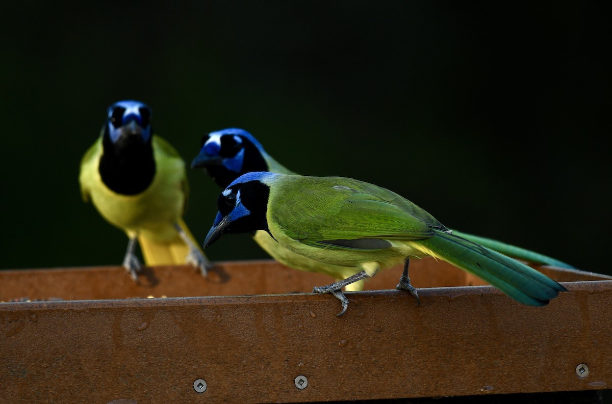 Geai vert - ML644832402