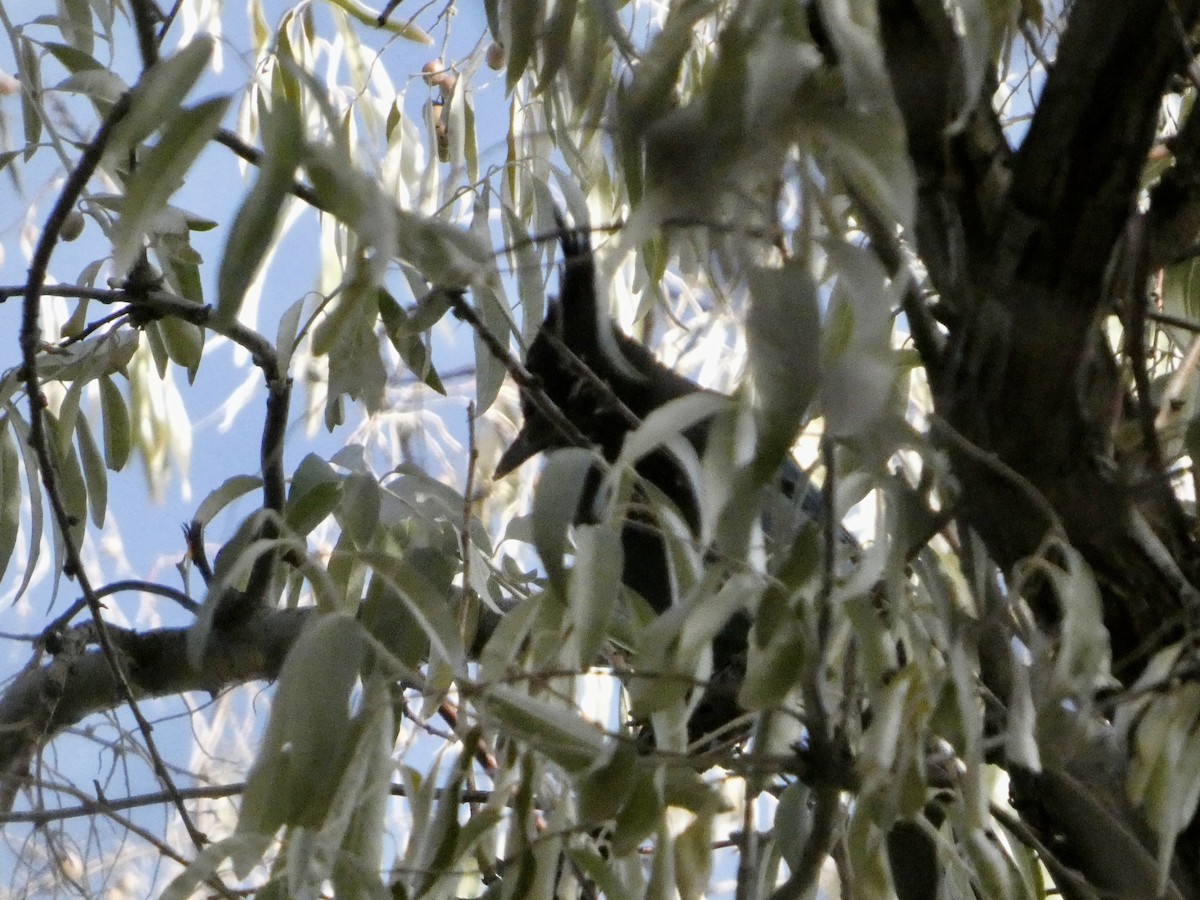 Chara de Steller - ML644832411