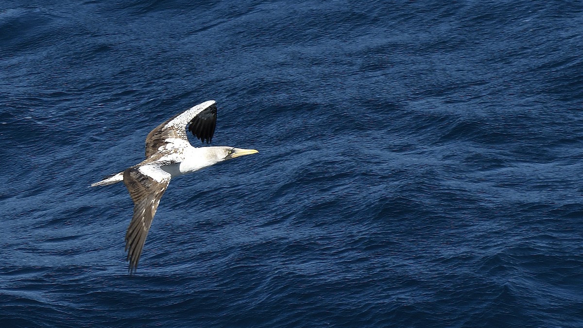 Nazca Booby - ML644832420