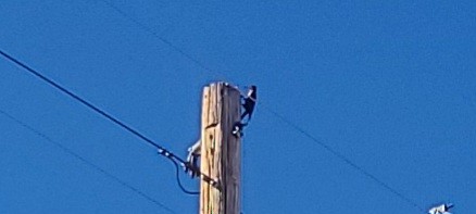 Lewis's Woodpecker - ML644832421