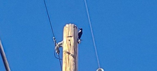 Lewis's Woodpecker - ML644832431