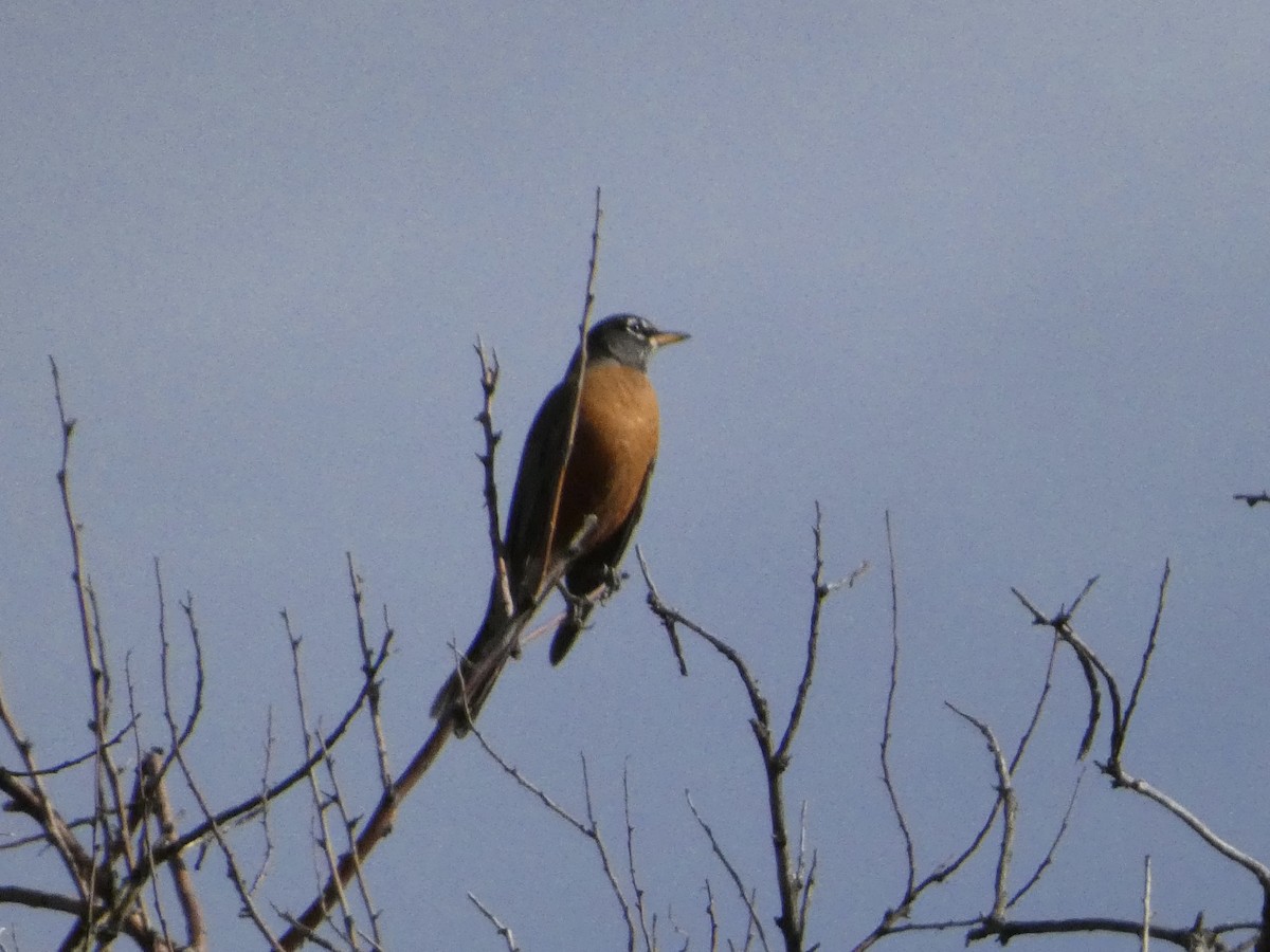 Странствующий дрозд - ML644832437