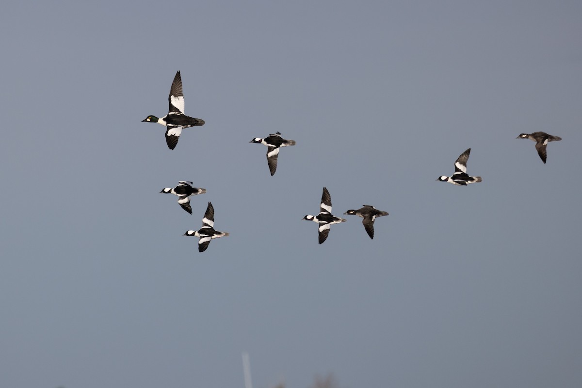 Murgilari urrebegia - ML644832447