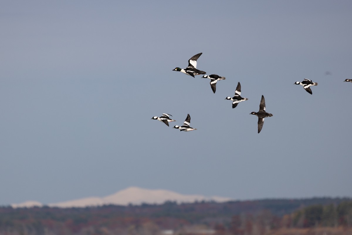 Murgilari urrebegia - ML644832449