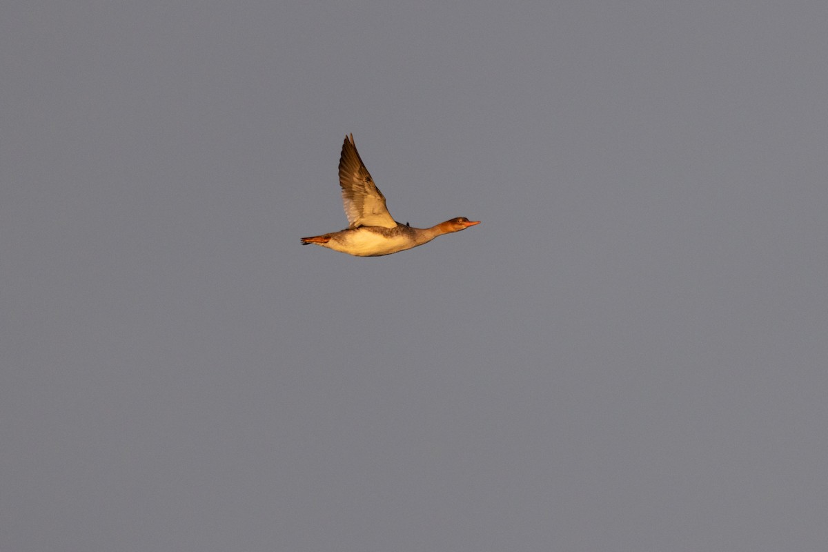 Zerra ertaina - ML644832460