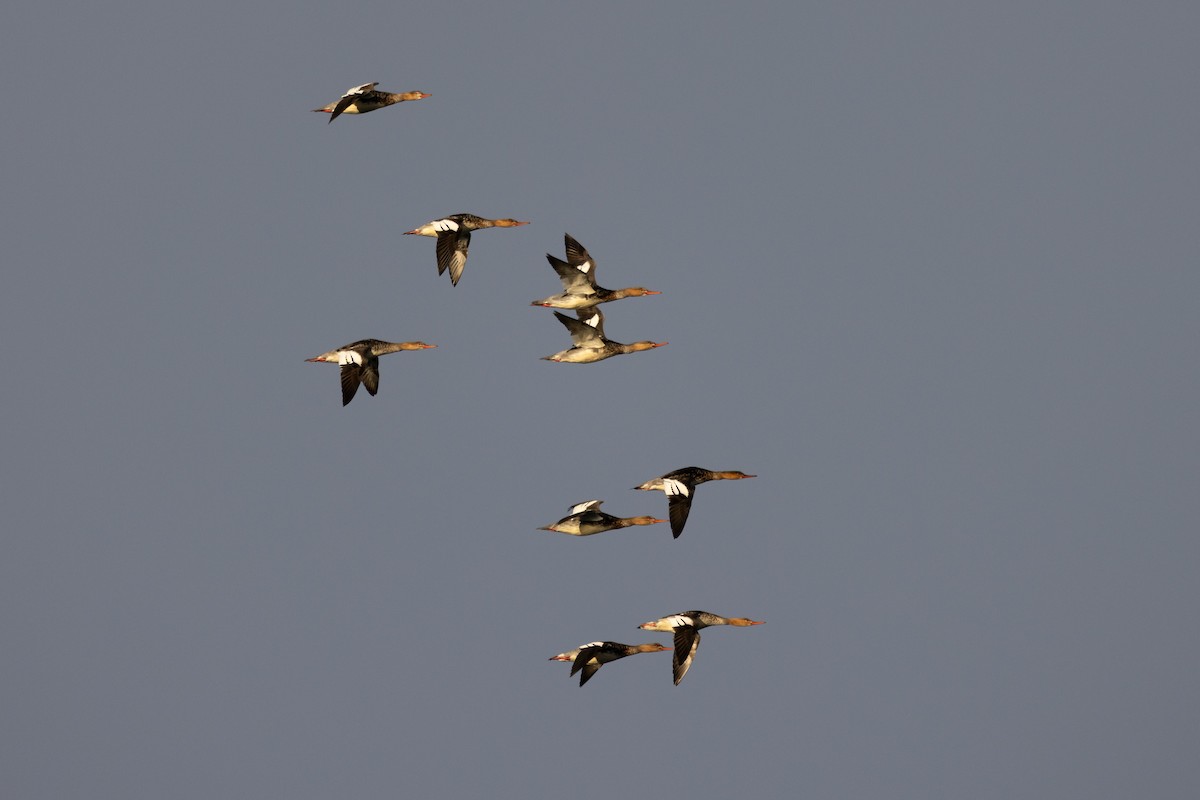 Zerra ertaina - ML644832461