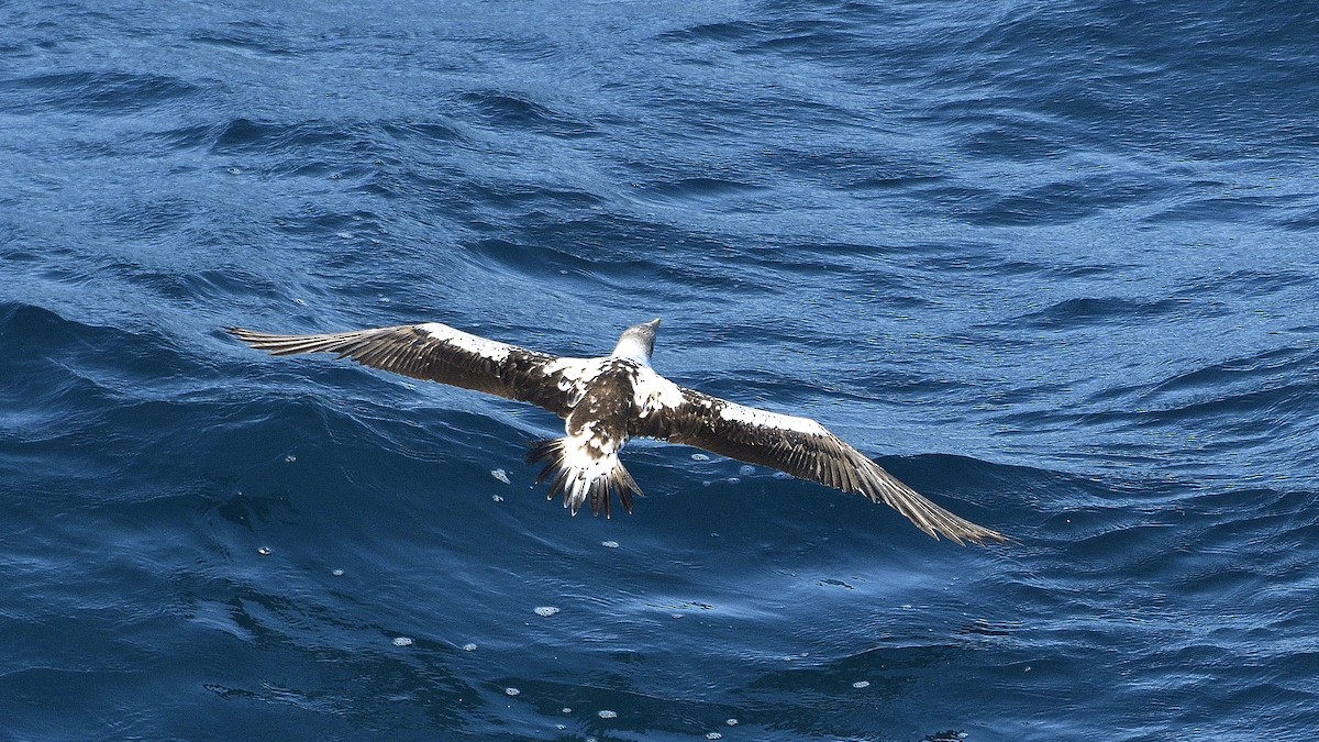 Nazca Booby - ML644832463
