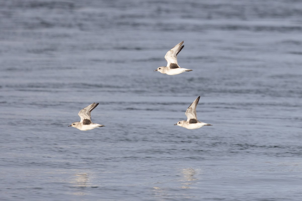 ダイゼン - ML644832464