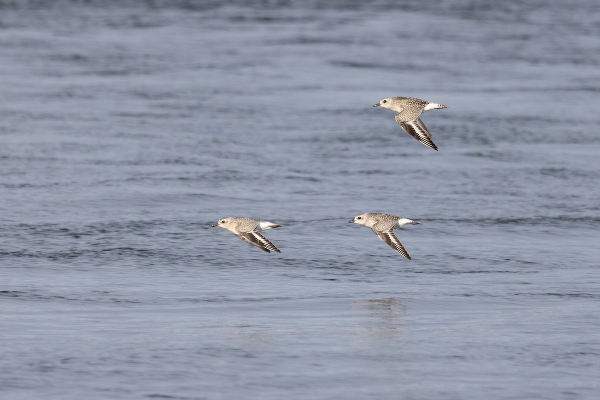 ダイゼン - ML644832465