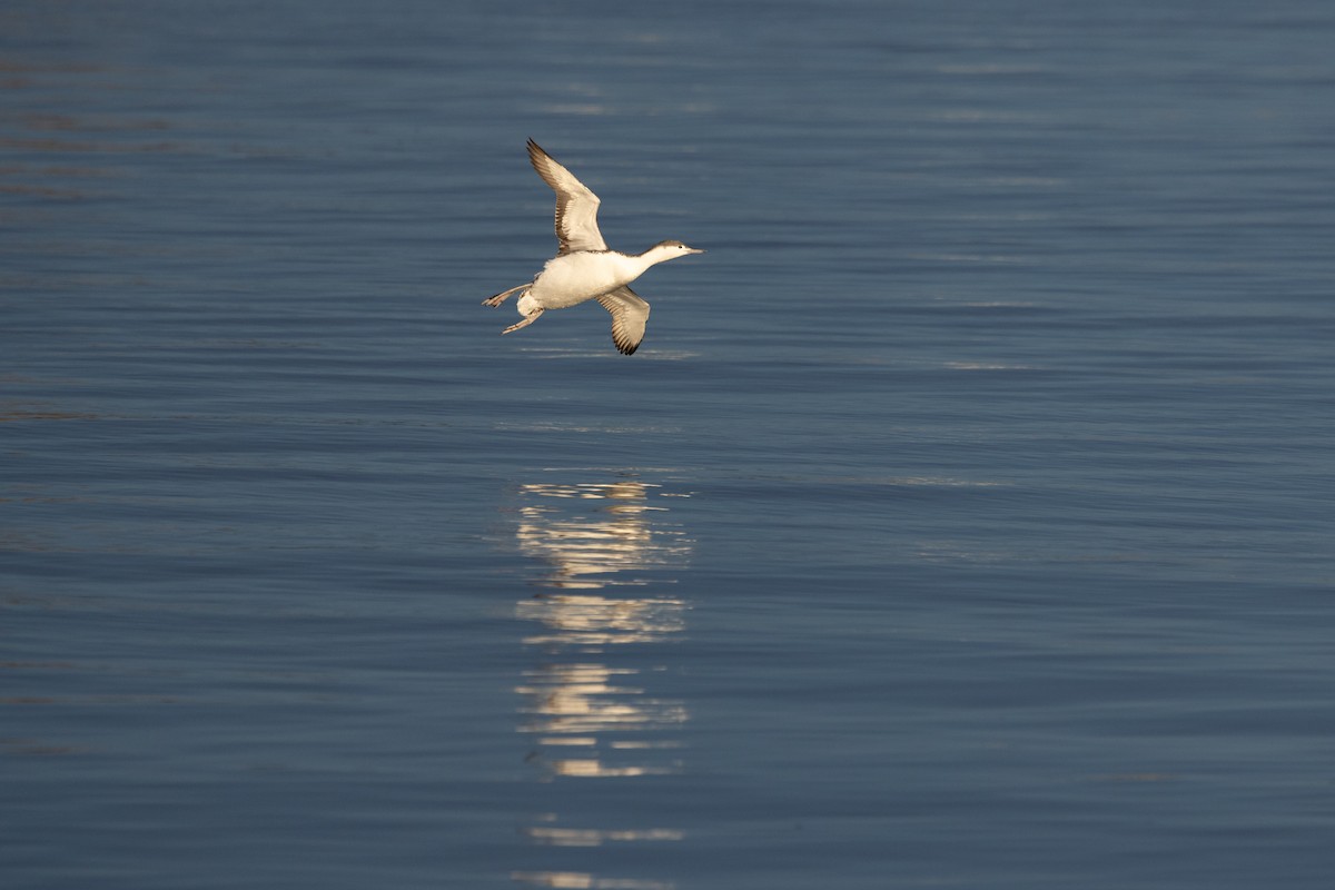 Aliota txikia - ML644832469