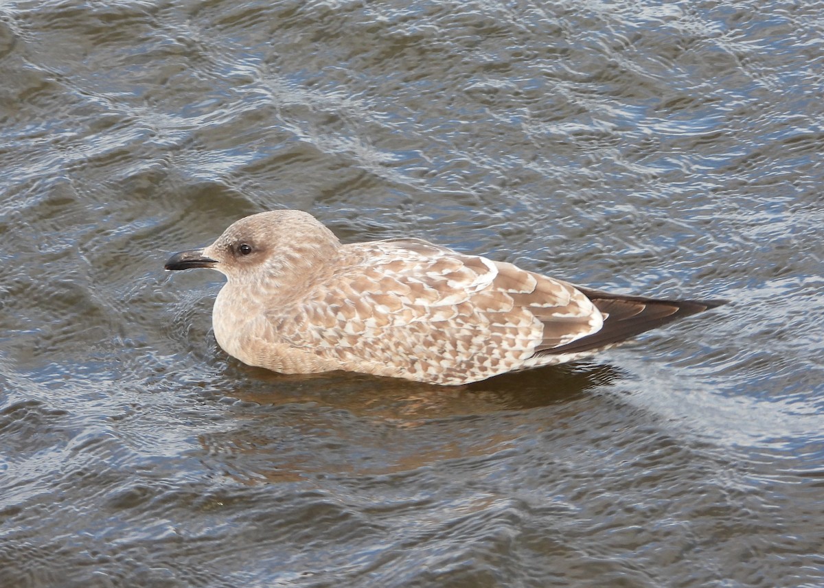 American Herring Gull - ML644832471