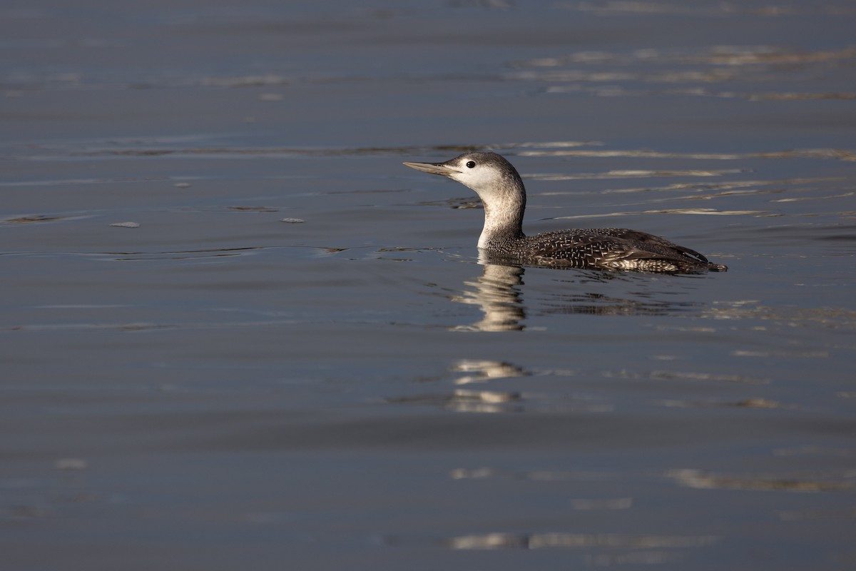 Aliota txikia - ML644832472