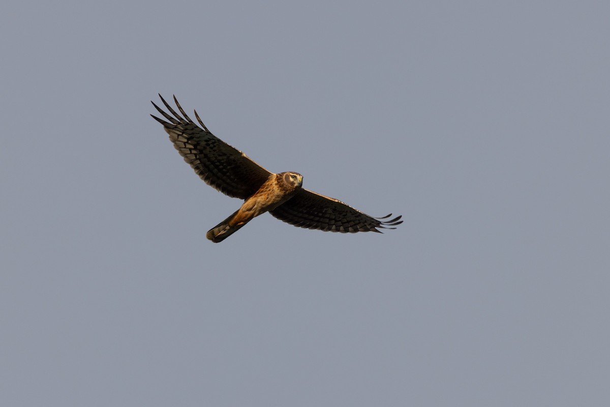 Mirotz zuri iparramerikarra - ML644832492