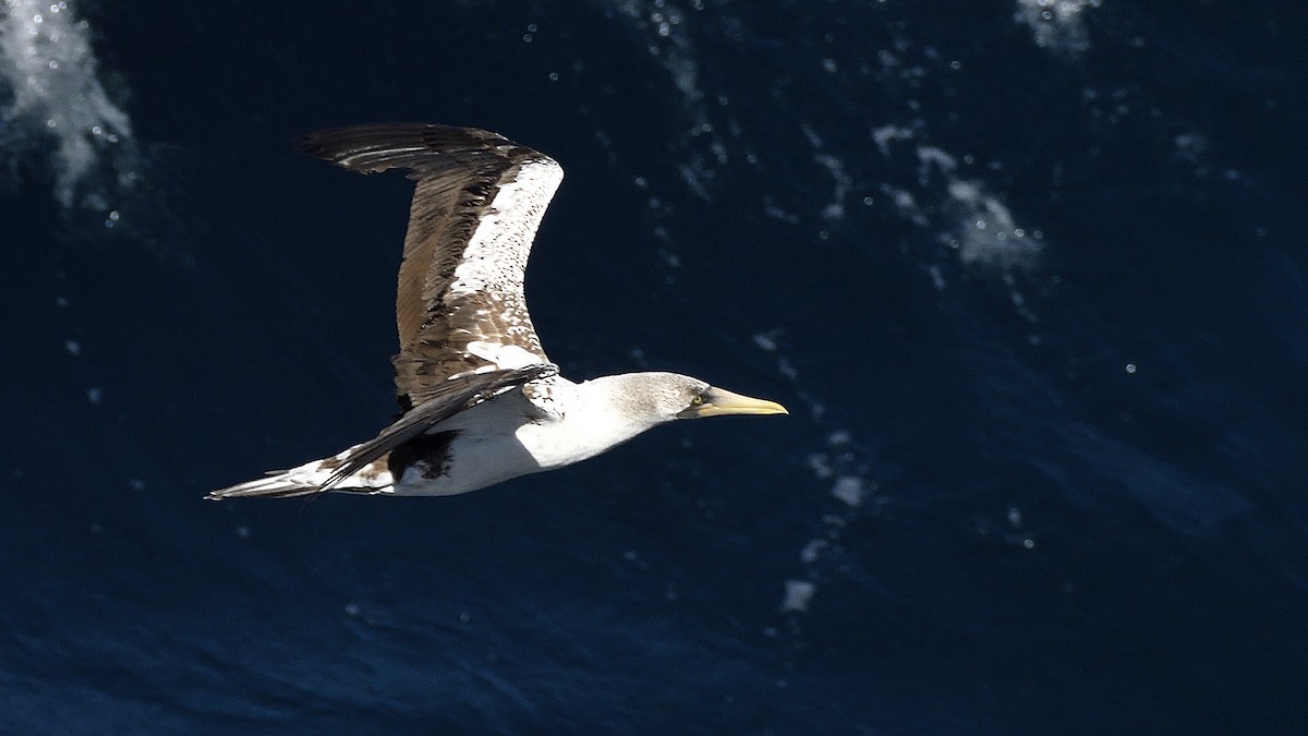 Nazca Booby - ML644832493
