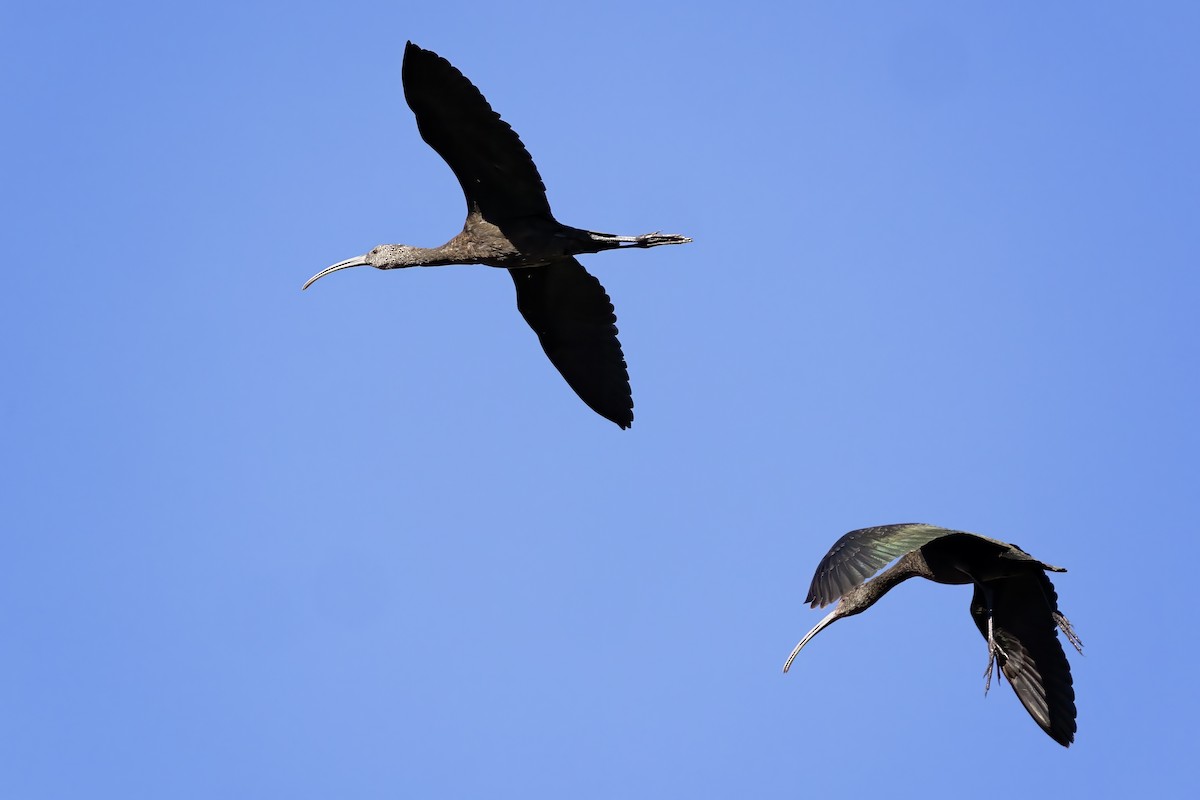 White-faced Ibis - ML644832495