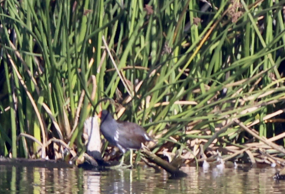 Common Gallinule - ML644832520