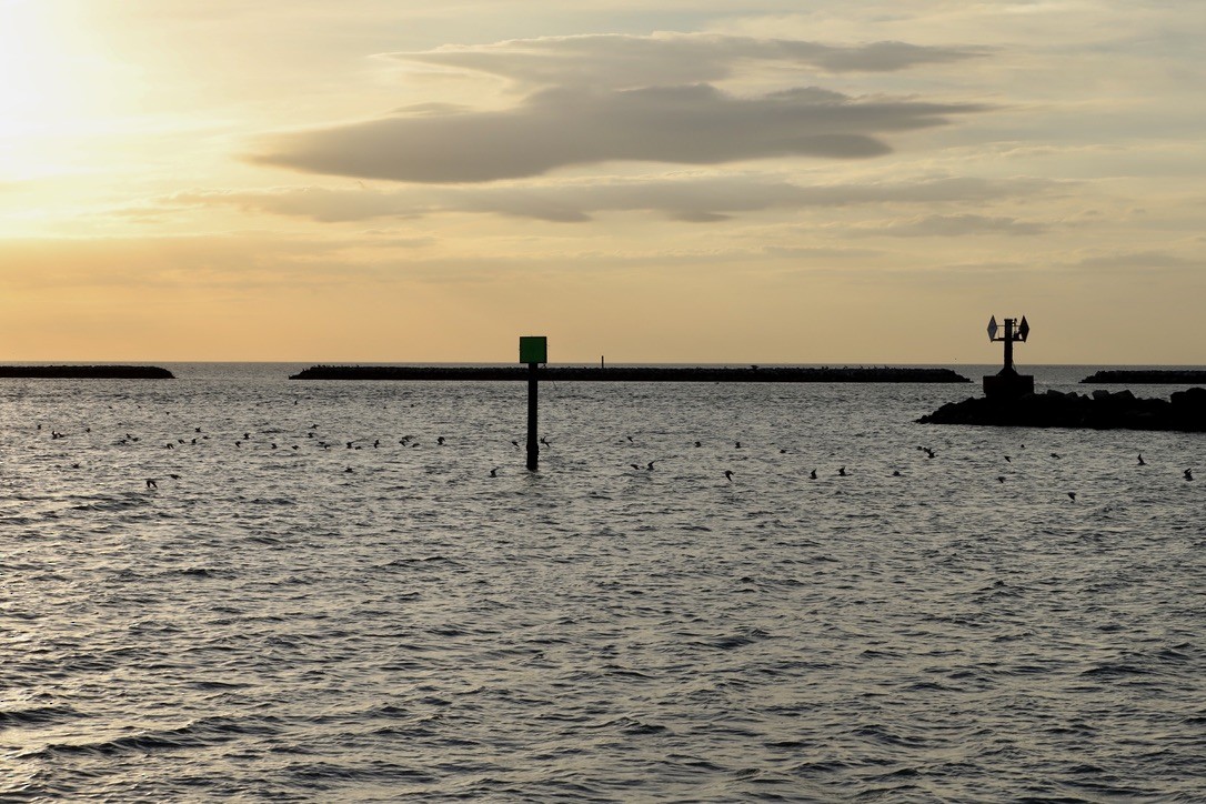 ワライカモメ - ML644832525