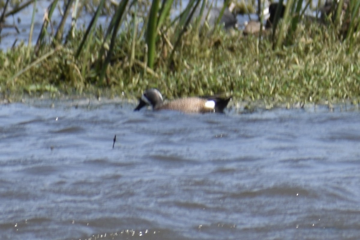 čírka modrokřídlá - ML644832544