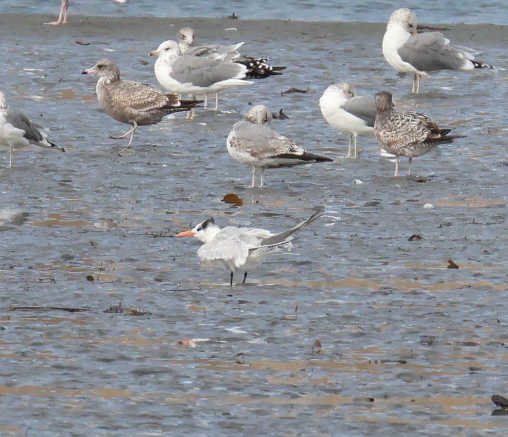 Royal Tern - ML644832558