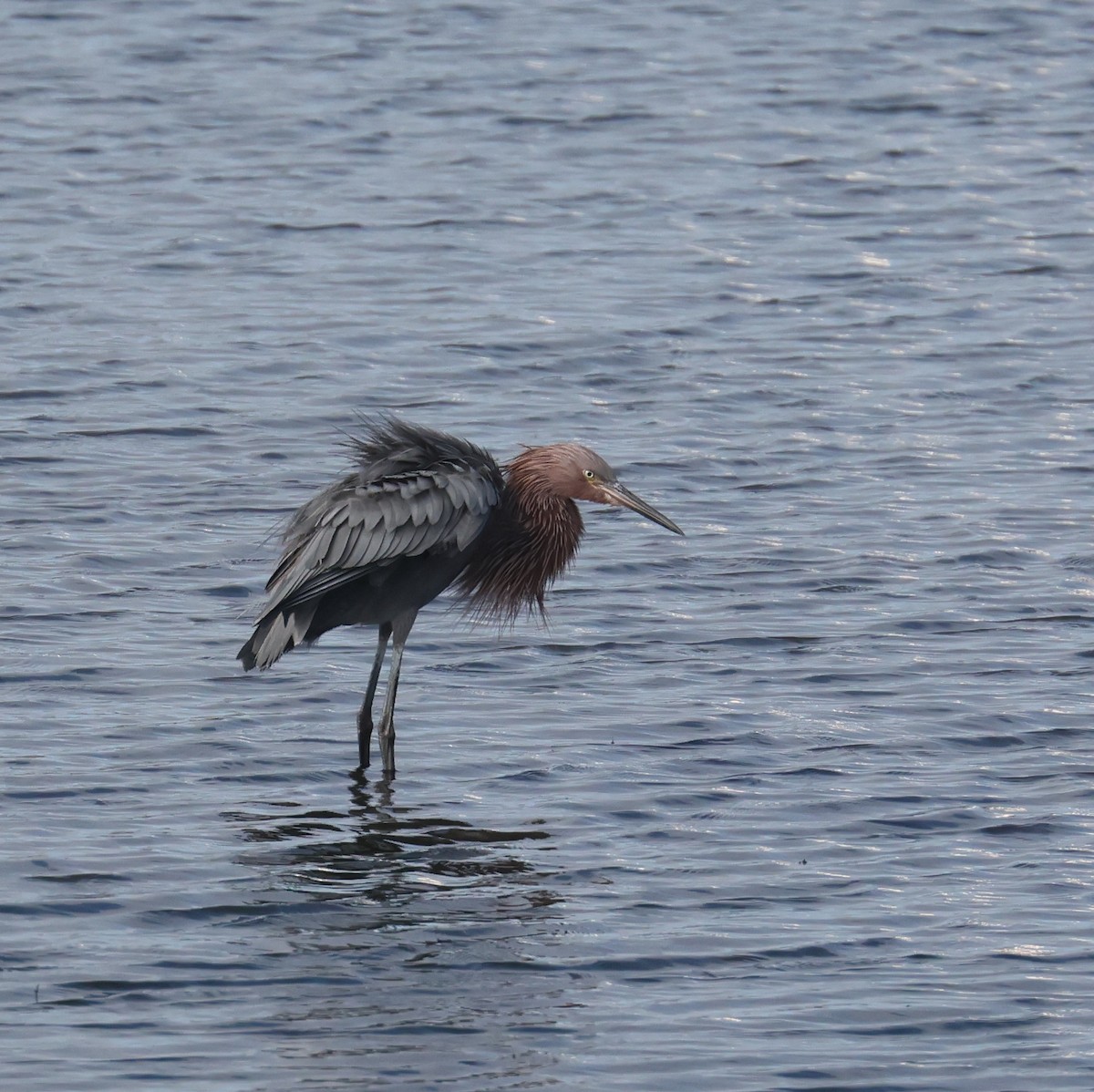 Reddish Egret - ML644832566