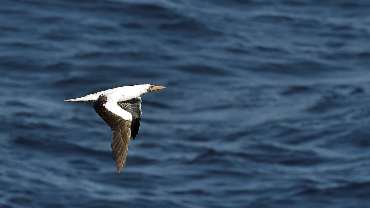 Nazca Booby - ML644832567