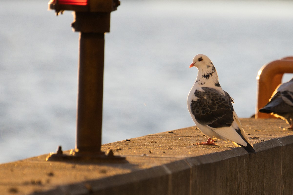 カワラバト（ドバト、家畜型） - ML644832572