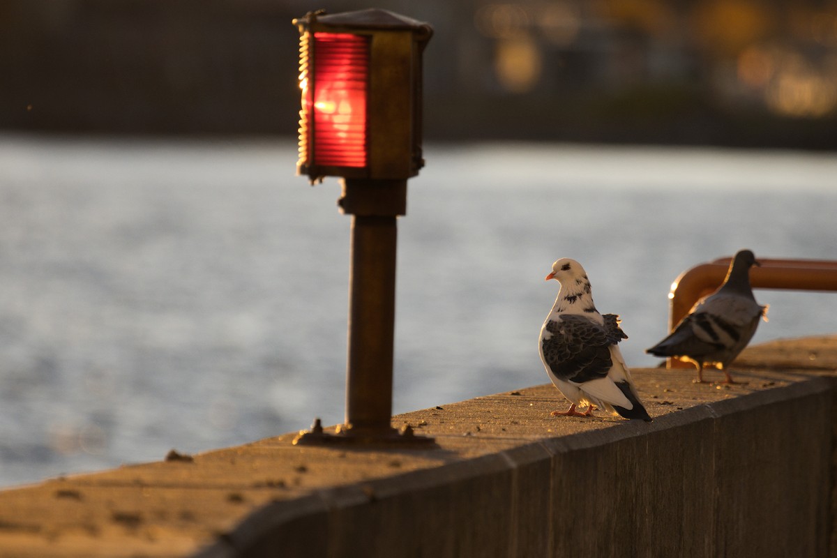 カワラバト（ドバト、家畜型） - ML644832573
