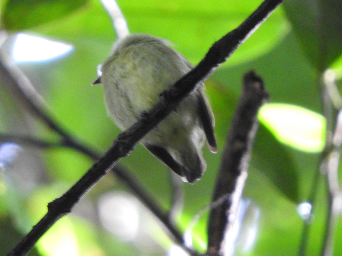 Amazonienzwergpipra - ML644832587