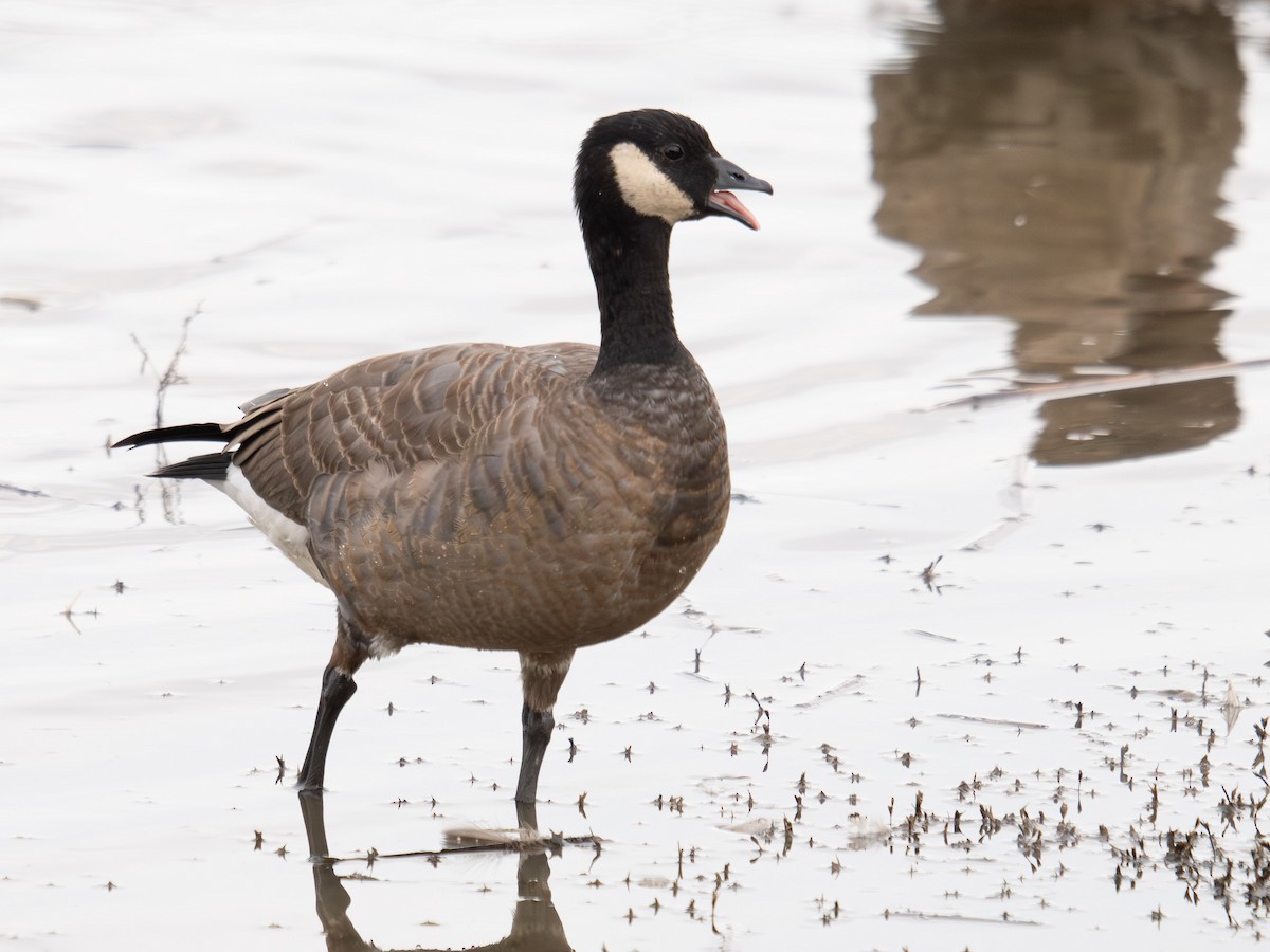 小加拿大雁 - ML644832588