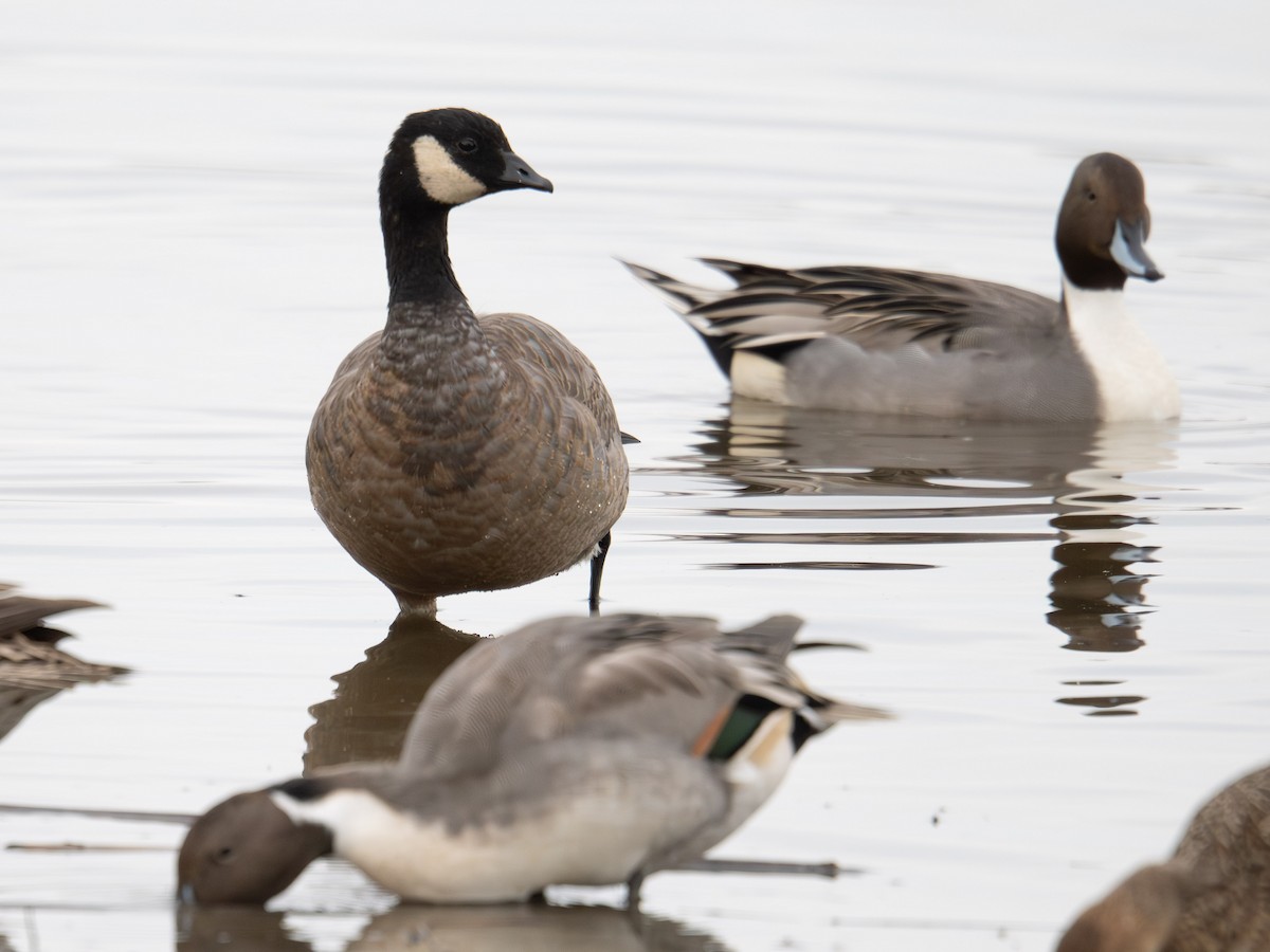 小加拿大雁 - ML644832590