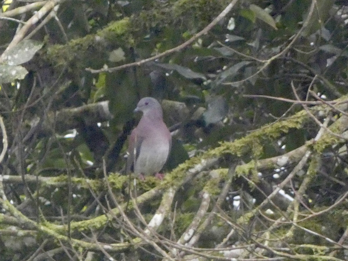 Pale-vented Pigeon - ML644832599