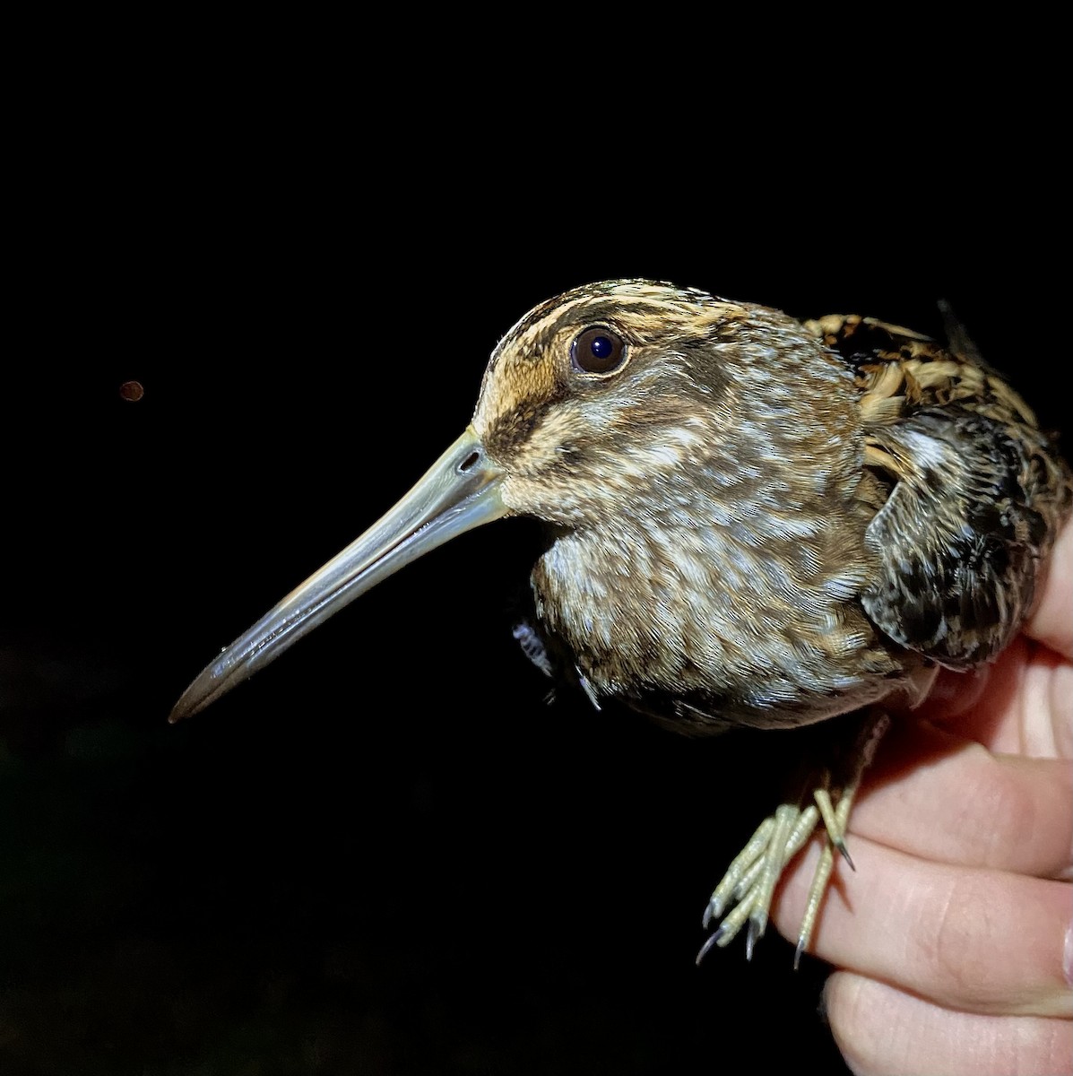 Jack Snipe - ML644832602