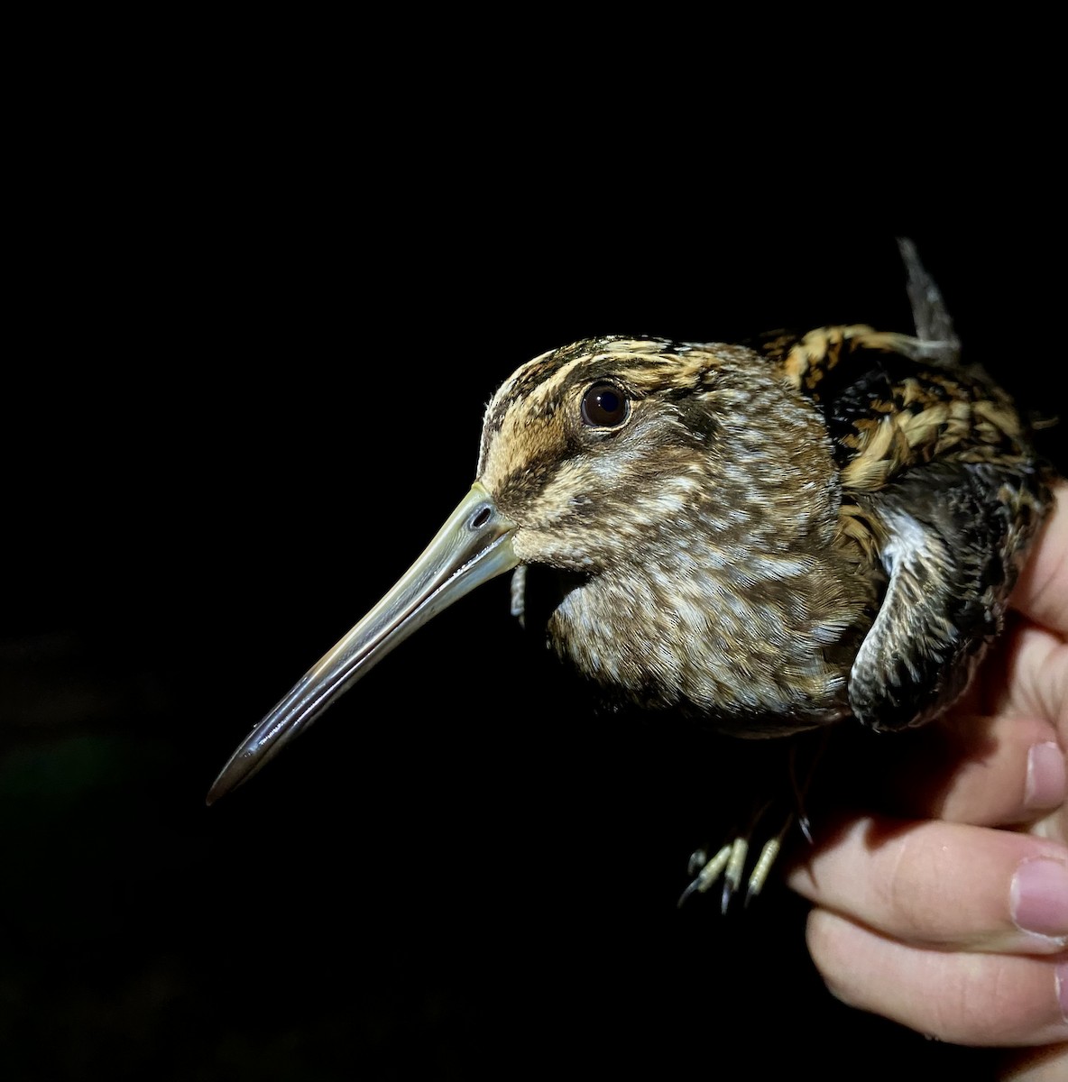 Jack Snipe - ML644832603